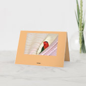 Hallo! Karte (Rückseite)