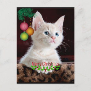 zwei Schmusekatzen eine mit blauen Augen Ansichtskarte cat with blue eyes 