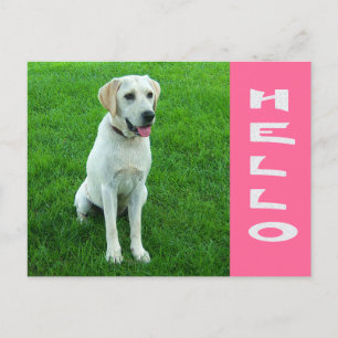 Hallo Labrador Retriever Welpenhund Rosa Postkarte