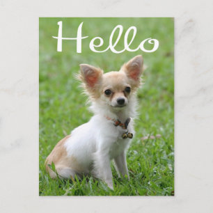 Hallo Langhaar Chihuahua Welpen Hund Postkarte