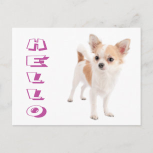 Hallo Langhaar Chihuahua Welpen Hund Postkarte