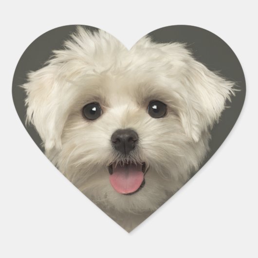 Hallo Maltese Puppy Hund Stickers / Siegel (Vorderseite)