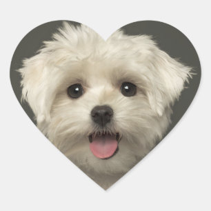 Hallo Maltese Puppy Hund Stickers / Siegel