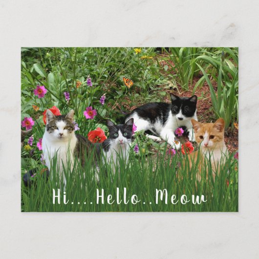 Hallo Meow / Katzen im Garden-Süße Tier Postkarte (Vorderseite)