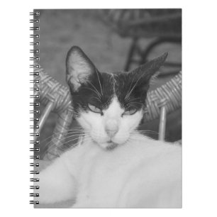 Hallo, Meow.. Notizblock