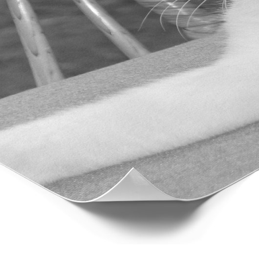 Hallo, Meow.. Poster (Ecke)