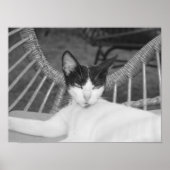 Hallo, Meow.. Poster (Vorne)