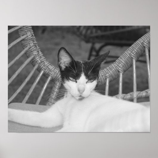 Hallo, Meow.. Poster (Vorne)