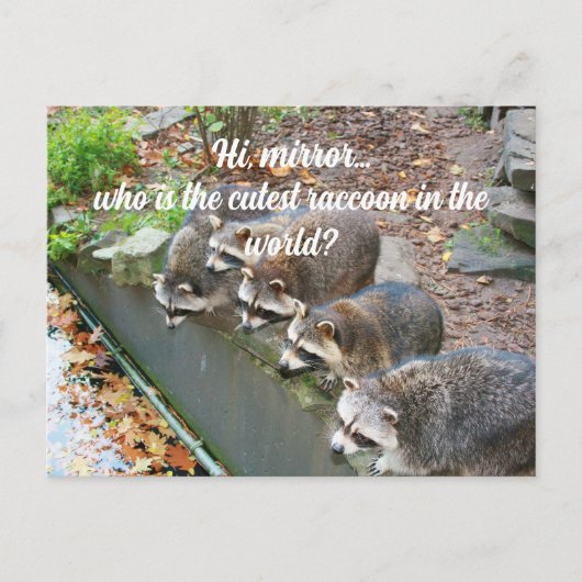 Hallo Mirror, der Niedliche Funny Raccoon Postkarte (Vorderseite)