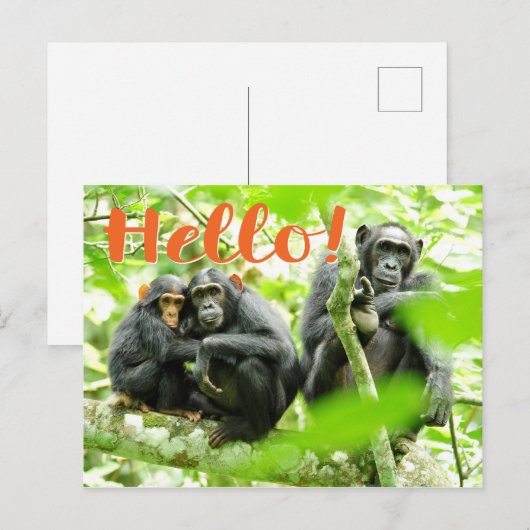 Hallo! mit Schimpansen Postkarte (Vorne/Hinten)