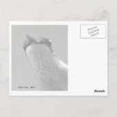 Hallo...mit Text Postkarte (Rückseite)