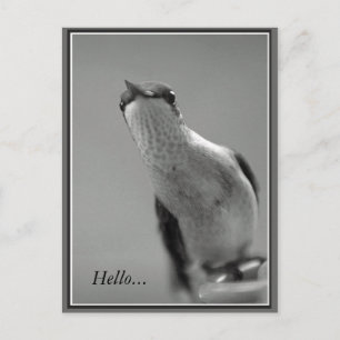 Hallo...mit Text Postkarte
