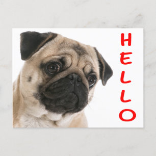 Hallo Mops Welpe Hund Gruß Postkarte