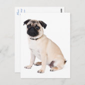 Hallo Mops Welpe Hund Gruß Postkarte (Vorne/Hinten)
