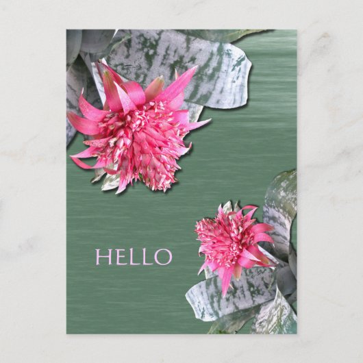 Hallo Pink Flower Bromeliad Postkarte (Vorderseite)