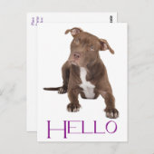 Hallo Pit Bull Welpe Hund Leere Postkarte (Vorne/Hinten)