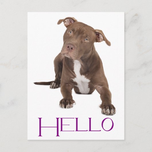 Hallo Pit Bull Welpe Hund Leere Postkarte (Vorderseite)