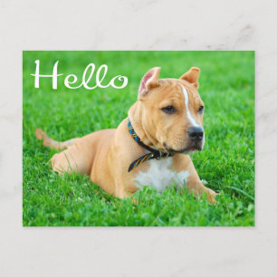 Hallo Pit Bull Welppy Dog Leere Postkarte