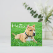 Hallo Pit Bull Welppy Dog Leere Postkarte (Stehend Vorderseite)