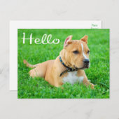 Hallo Pit Bull Welppy Dog Leere Postkarte (Vorne/Hinten)