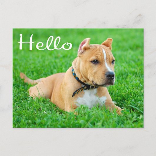 Hallo Pit Bull Welppy Dog Leere Postkarte (Vorderseite)