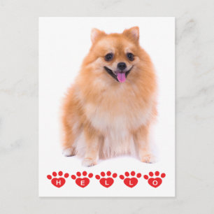 Hallo Pomeranian Welpen Hund Blank Postkarte