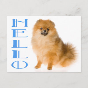 Hallo Pomeranian Welpen-Hund Blanko-Postkarte Postkarte