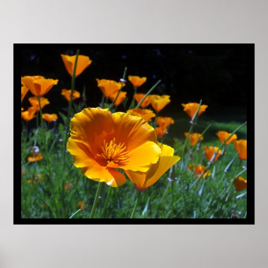 Hallo Poppies Große Posters & Prints Poster (Vorne)