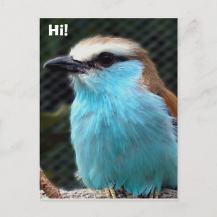 Hallo! Postkarte