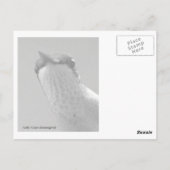 Hallo Postkarte (Rückseite)