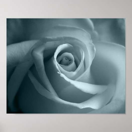 Hallo Rose Poster (Vorne)