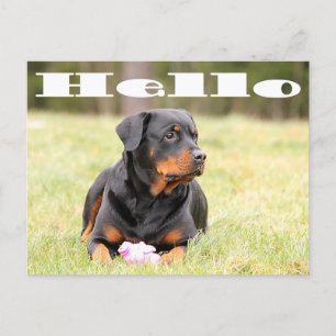 Hallo Rottweiler Welpe Hund Gruß Postkarte