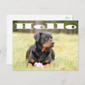 Hallo Rottweiler Welpe Hund Gruß Postkarte (Vorne/Hinten)