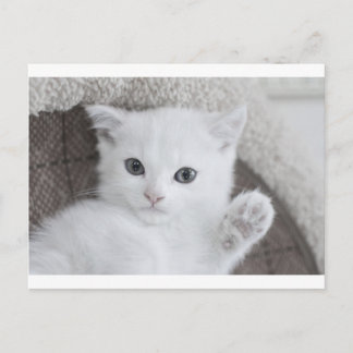 "Hallo!" sagt dieses niedliche und süße Baby Kitty Postkarte