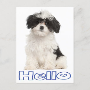 Hallo Schwarz und Weiß Havanese Welpe Hund Postkar Postkarte