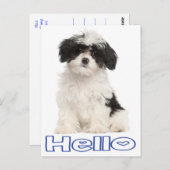 Hallo Schwarz und Weiß Havanese Welpe Hund Postkar Postkarte (Vorne/Hinten)