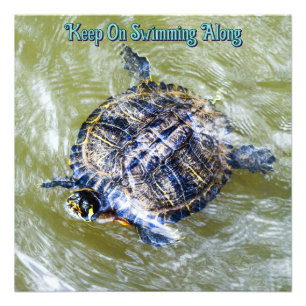 Hallo schwimmen Schildkröten Fotodruck