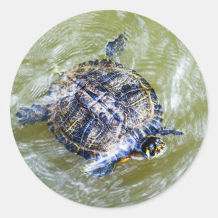 Hallo schwimmen Schildkröten Runder Aufkleber