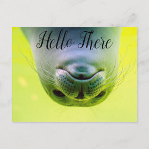 Hallo Seehund Postkarte