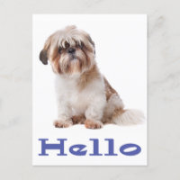 Hallo Shih Tzu Welpe Hund - Denken Sie an Sie, Fre
