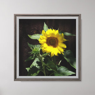 Hallo Sonnenblume gegen dunklen Hintergrund Leinwanddruck