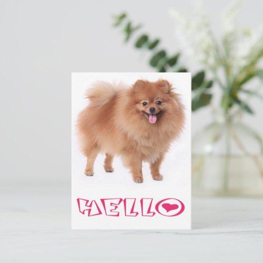 Hallo Spitz Welpen Doppy Blank Post Card Postkarte (Stehend Vorderseite)