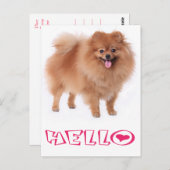 Hallo Spitz Welpen Doppy Blank Post Card Postkarte (Vorne/Hinten)