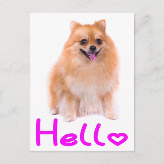 Hallo Spitz Welpen Doppy Blank Post Card Postkarte (Vorderseite)
