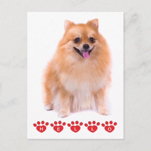 Hallo Spitz Welpen Doppy Blank Post Card Postkarte (Vorderseite)