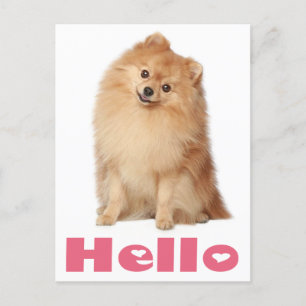 Hallo Spitz Welpen Doppy Blank Post Card Postkarte