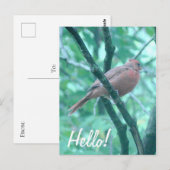 Hallo ! Sprichwort Hi Kardinal auf Zweigniederlass Postkarte (Vorne/Hinten)