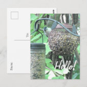 Hallo ! Sprichwort Hi Niedlich Bird auf Vogelzufüh Postkarte (Vorne/Hinten)