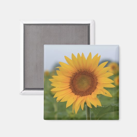 Hallo Sunflower Magnet (Vorderseite/Rückseite)
