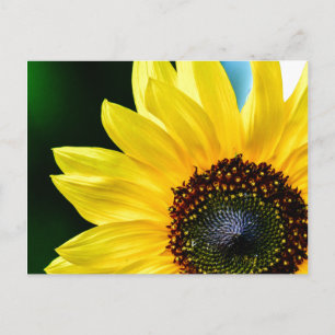 Hallo Sunshine Sonnenblume Postcard Postkarte